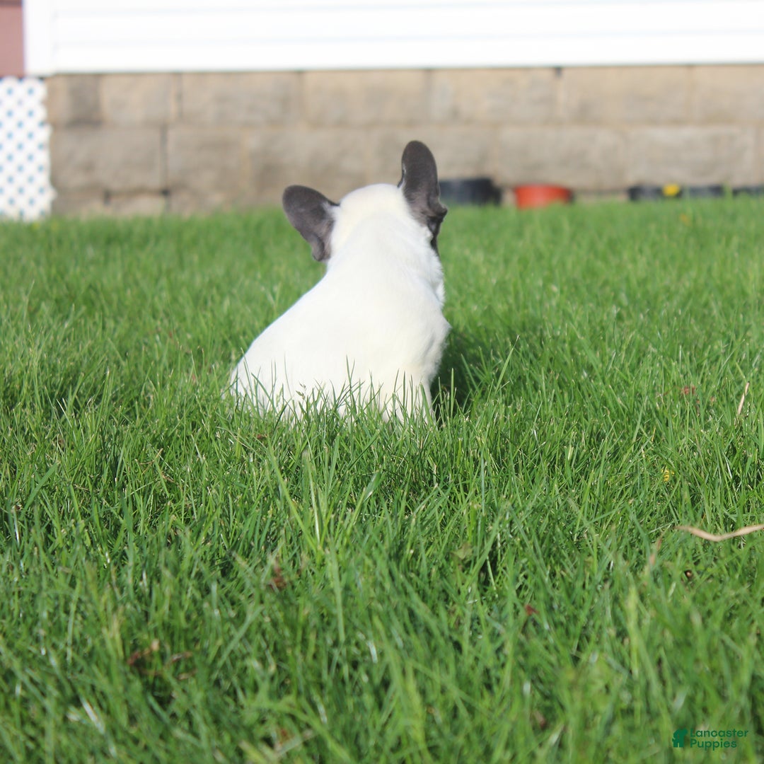 French Bulldog dogs for sale: Stiles - Image 13