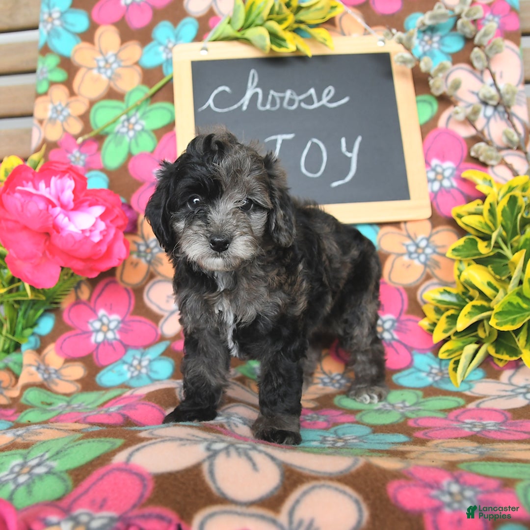 Miniature Poodle dogs for sale: Oakley - Image 1