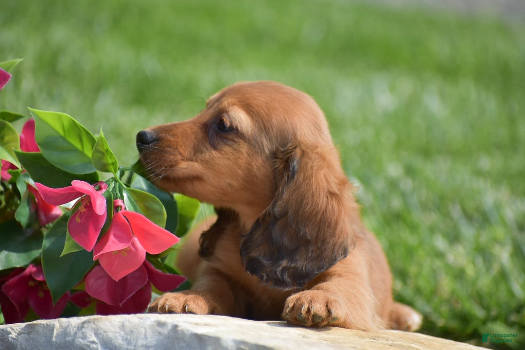 Miniature Dachshund dogs for sale: Dallas - Image 3