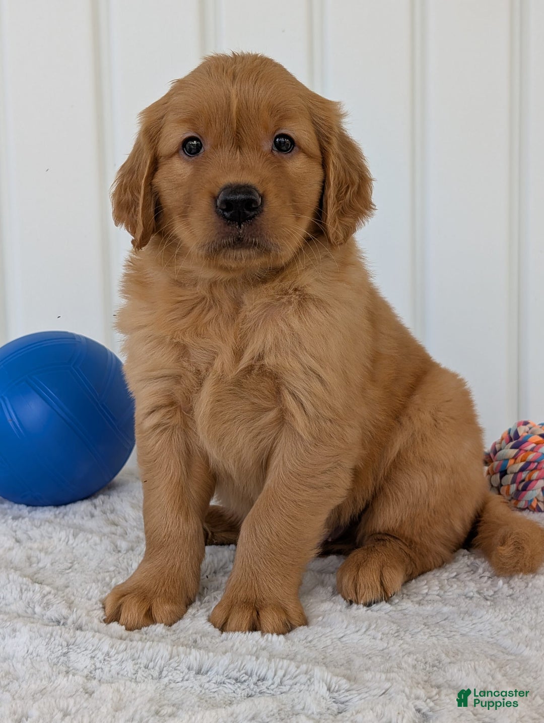 Golden Retriever dogs for sale: Hunter - Image 8
