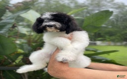 Goldendoodle dogs for sale: Lexy - Image 2