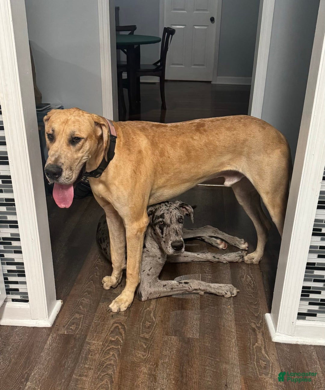 Great Dane dogs for sale: Baby Boy Light Green - Image 3