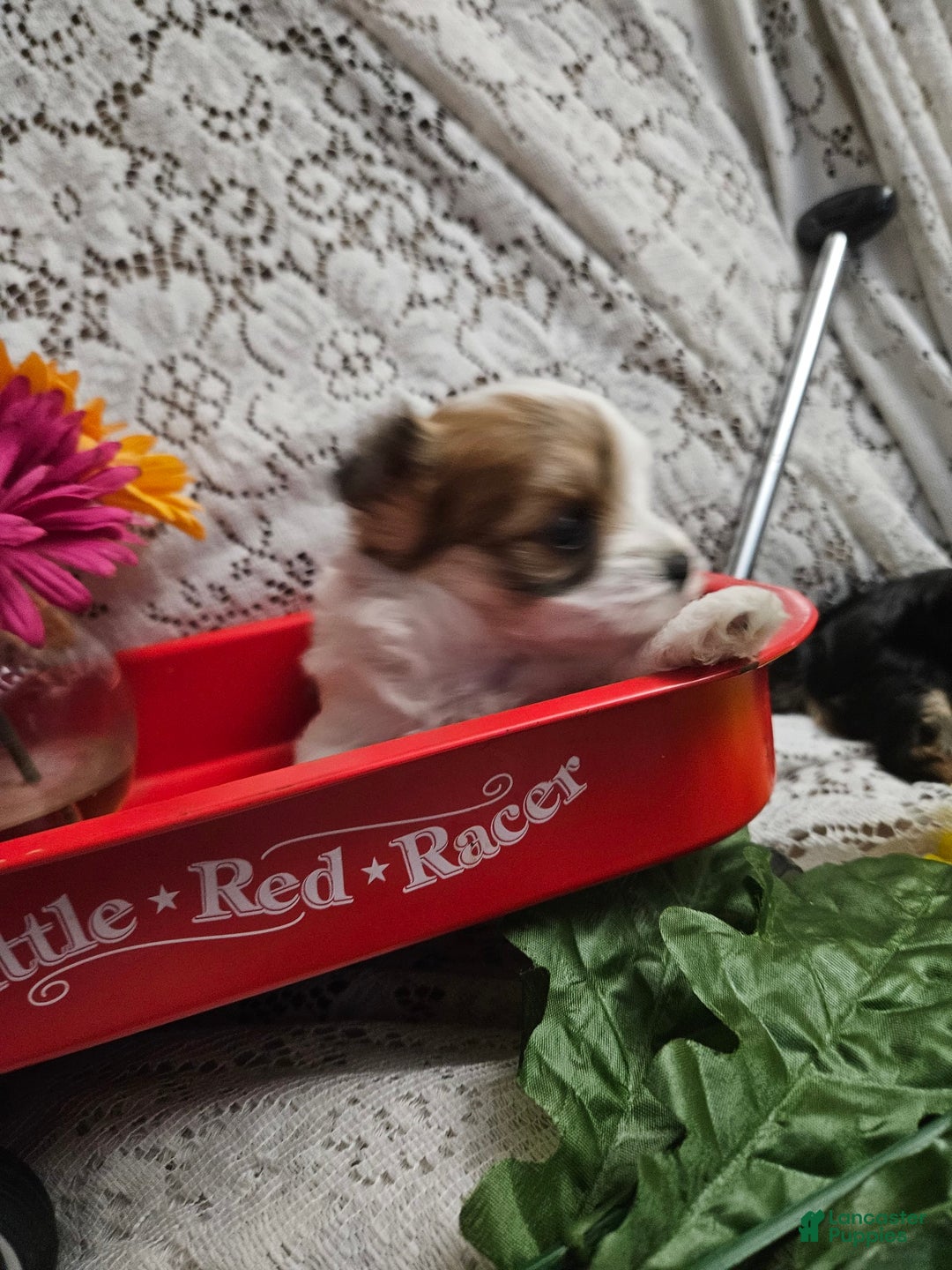 Yorkshire Terrier dogs for sale: Romeo - Image 3