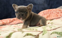 French Bulldog dogs for sale: Cosmo - Image 6