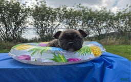 Olde English Bulldogge dogs for sale: Mel - Image 7