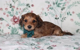 Miniature Dachshund dogs for sale: Vince - Image 4
