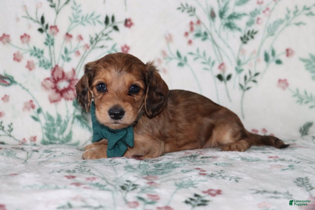 Miniature Dachshund dogs for sale: Vince - Image 4