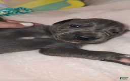 Great Dane dogs for sale: Sky - Image 13