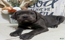 Cane Corso dogs for sale: Apollo - Image 4
