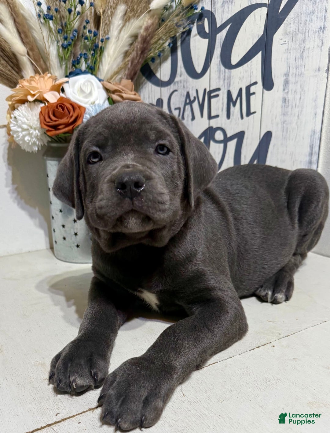 Cane Corso dogs for sale: Apollo - Image 4