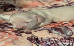 Miniature Dachshund dogs for sale: Berry Moon - Image 6