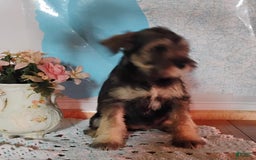 Miniature Schnauzer dogs for sale: Cody - Image 2