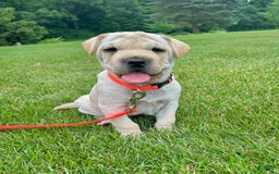 Mini Hippo dogs for sale: Dasher - Image 8