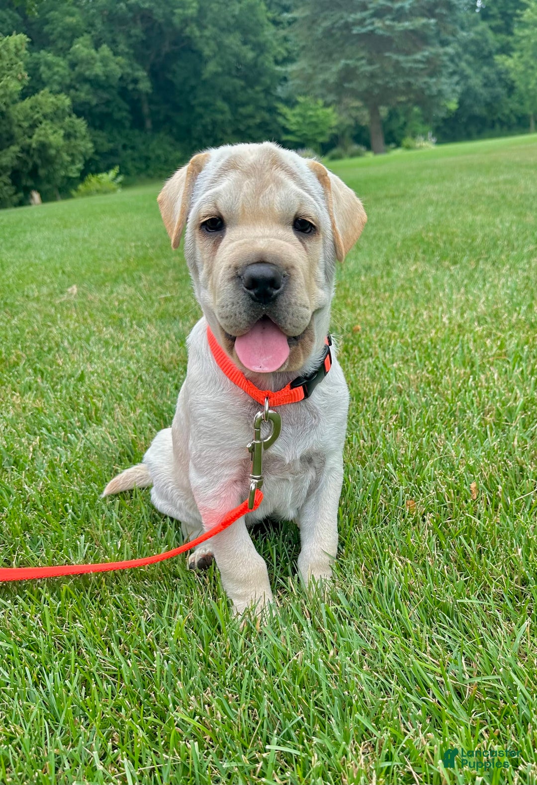 Mini Hippo dogs for sale: Dasher - Image 8
