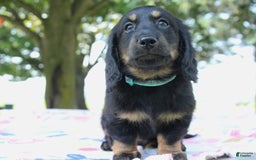 Miniature Dachshund dogs for sale: Mystery - Image 7
