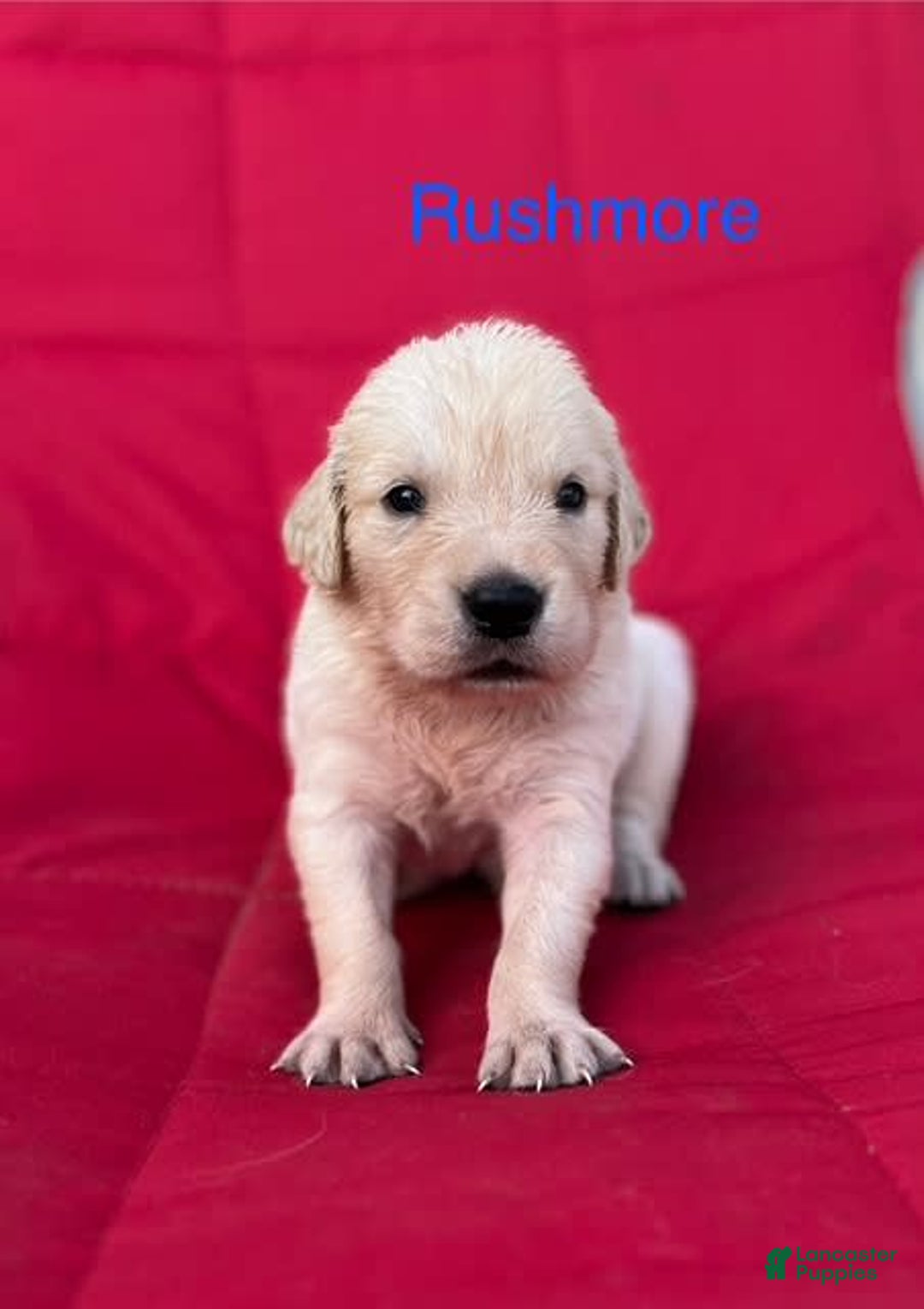 Golden Retriever dogs for sale: Rushmore - Image 1