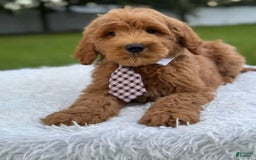 Goldendoodle dogs for sale: Max - Image 8