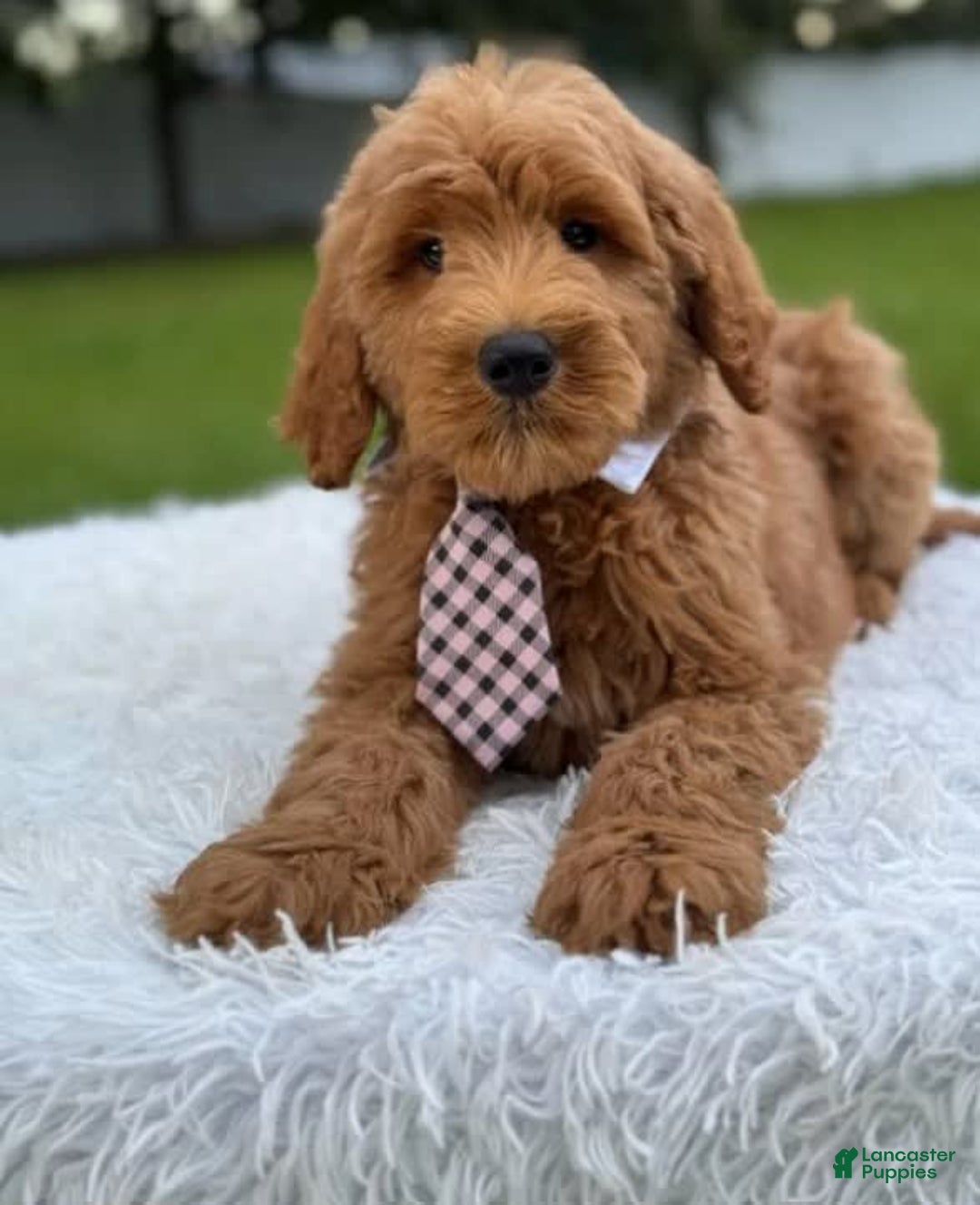 Goldendoodle dogs for sale: Max - Image 8
