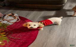 Toy Poodle dogs for sale: Phoenix - Image 3