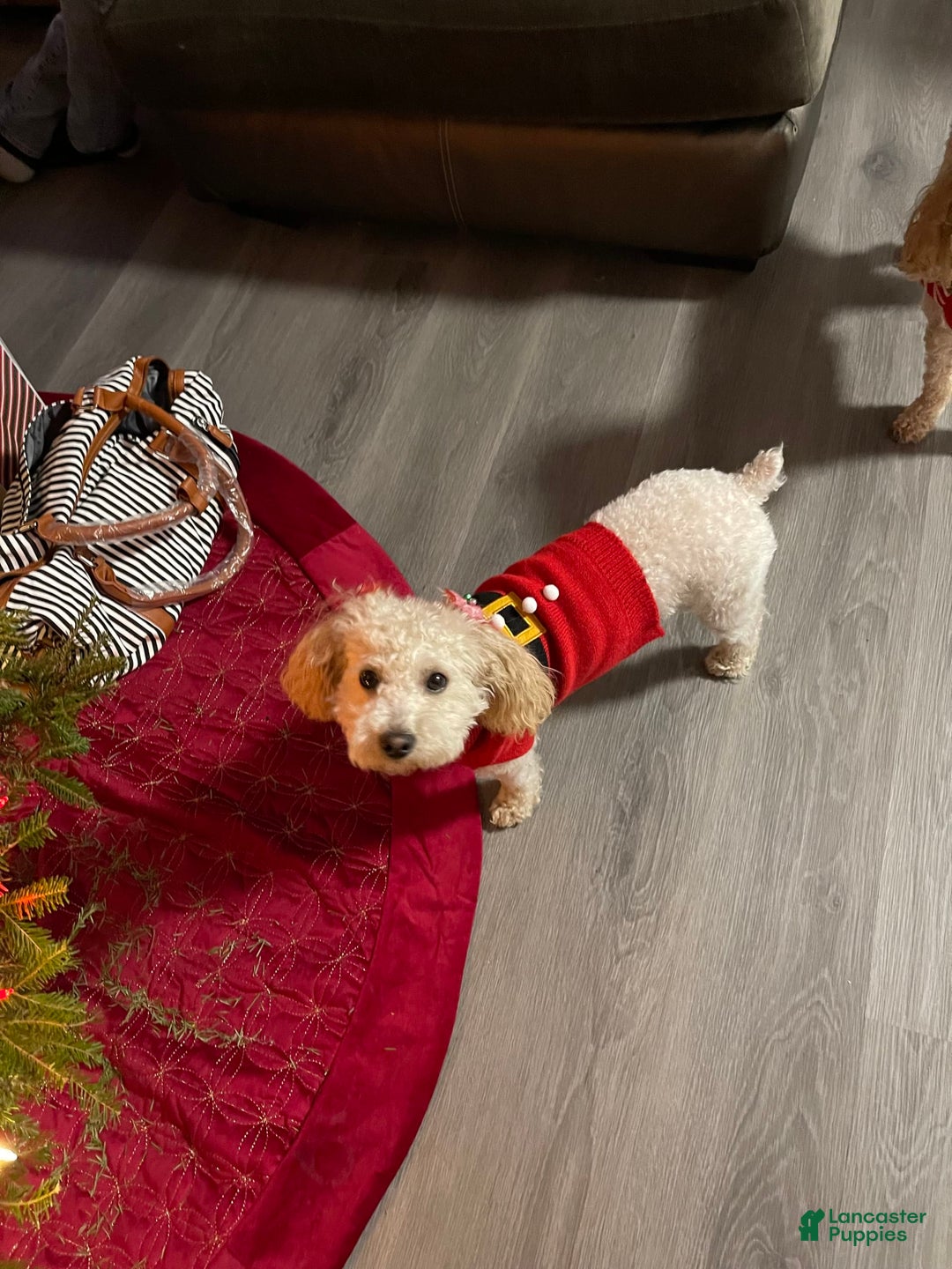 Toy Poodle dogs for sale: Phoenix - Image 3