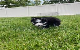 Pomsky dogs for sale: Luffy - Image 19