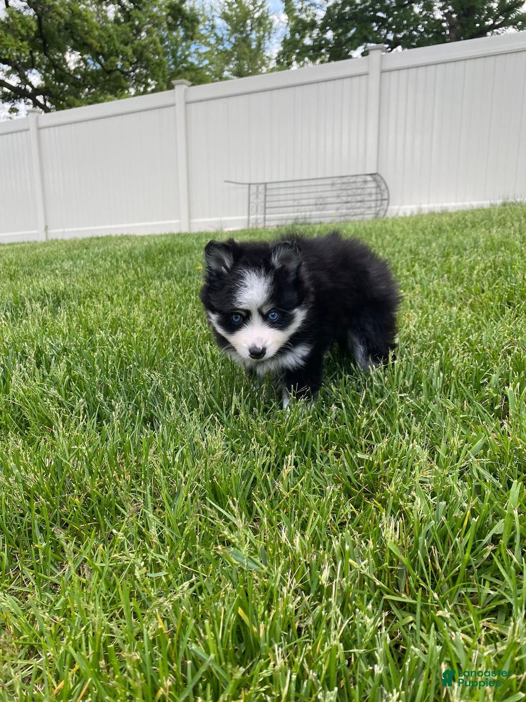 Pomsky dogs for sale: Luffy - Image 19