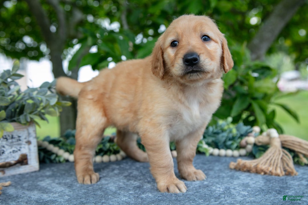 Golden Retriever dogs for sale: Lila - Image 5