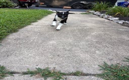 Border Collie dogs for sale: Bo - Image 1