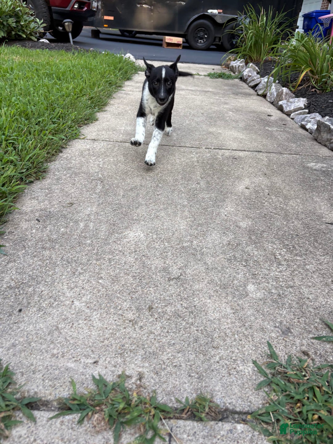 Border Collie dogs for sale: Bo - Image 1