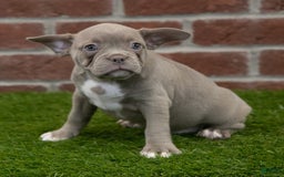 Frenchton dogs for sale: Scarlett - Image 3