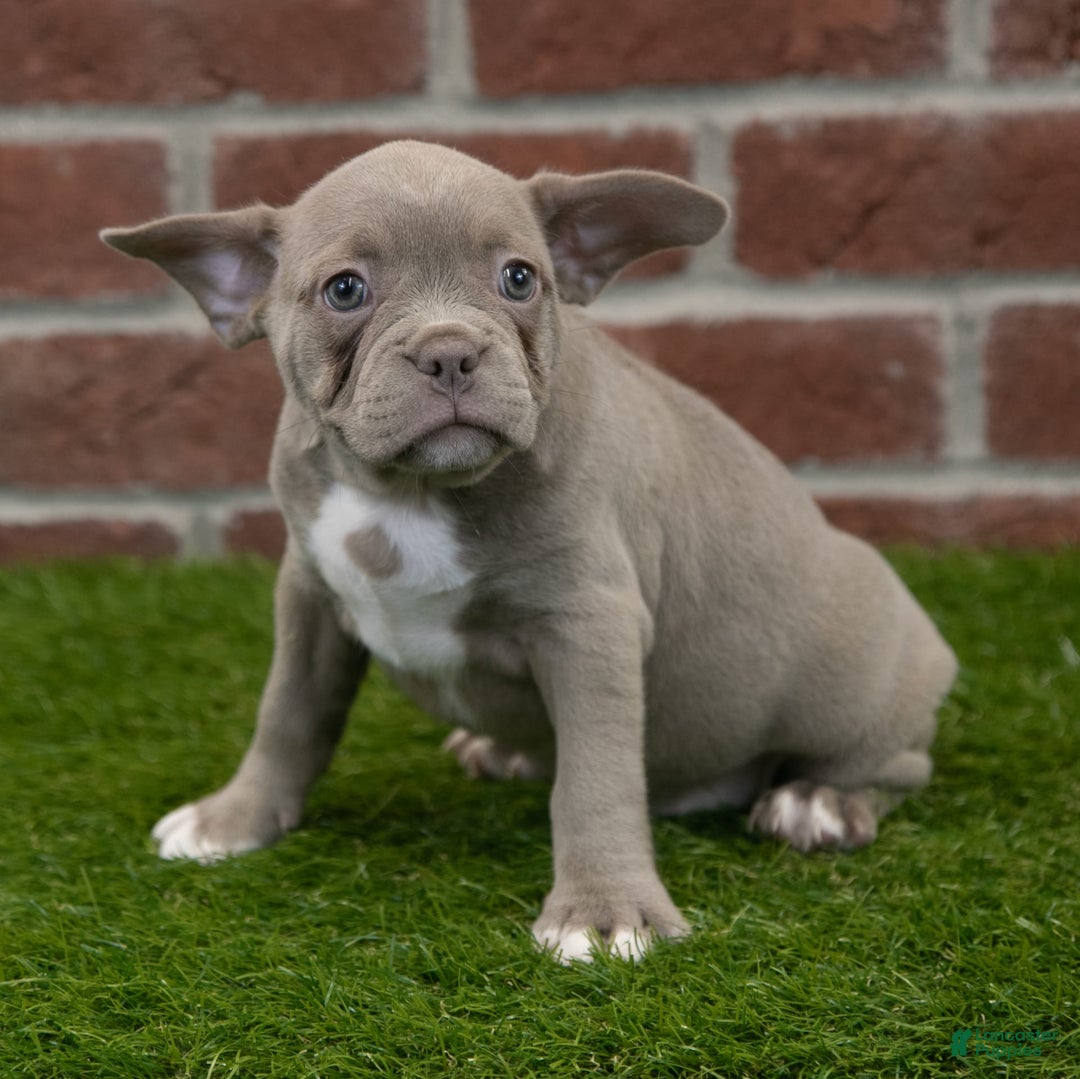 Frenchton dogs for sale: Scarlett - Image 3