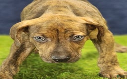 Catahoula Leopard Dog dogs for sale: Diamond 2025 M1 - Image 14