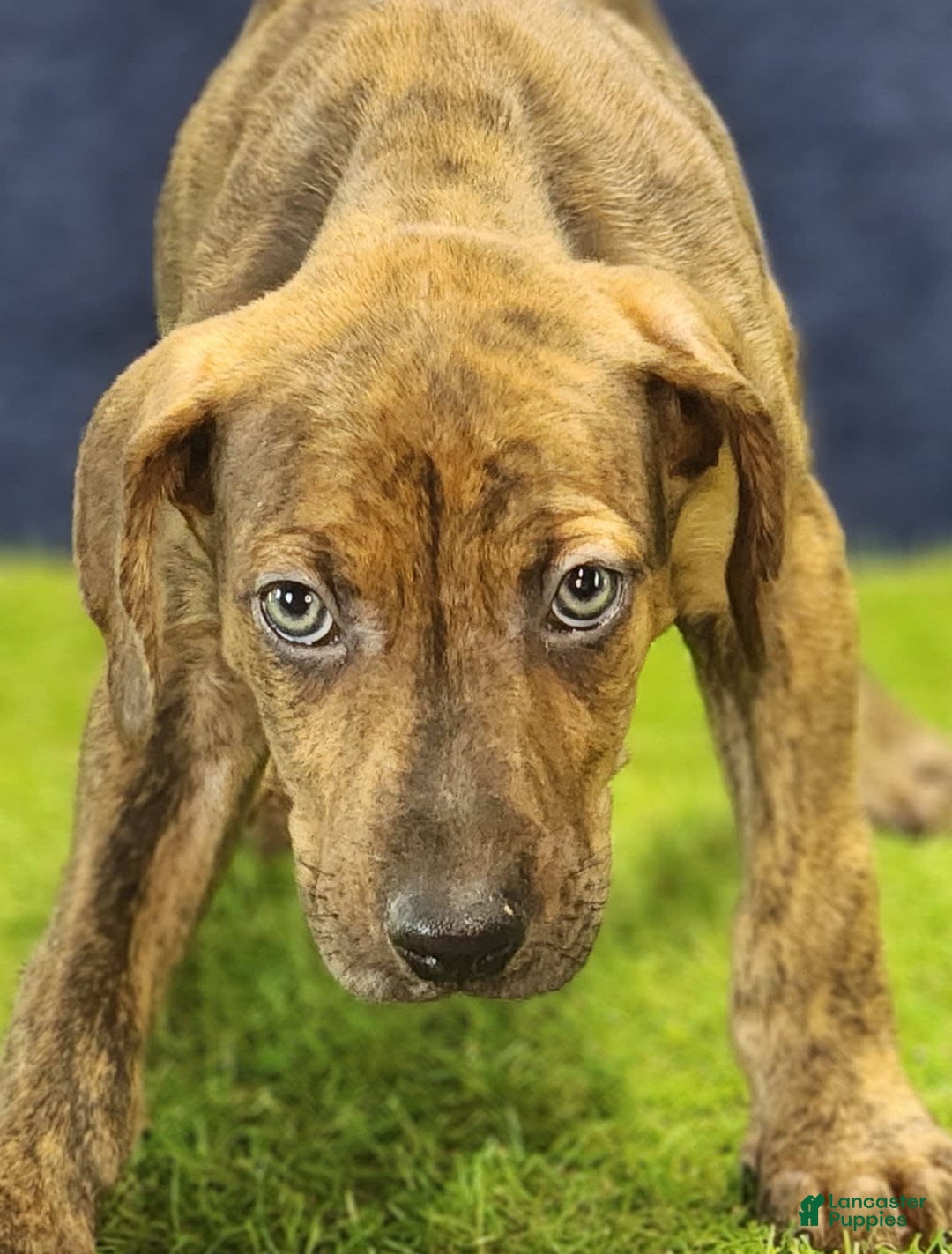 Catahoula Leopard Dog dogs for sale: Diamond 2025 M1 - Image 14