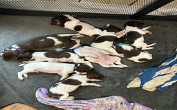 German Shorthaired Pointer dogs for sale: German Shorthaired Pointer 6 puppies - Image 16