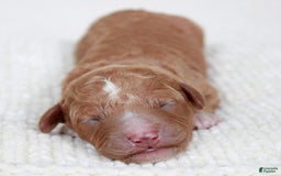 Cavapoo dogs for sale: Whistleton - Image 2
