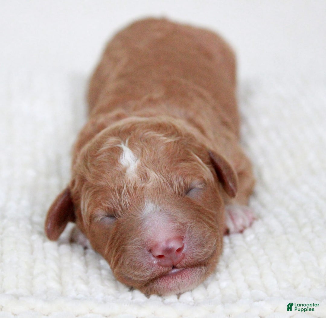 Cavapoo dogs for sale: Whistleton - Image 2