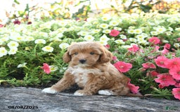 Havapoo dogs for sale: Tessa - Image 3