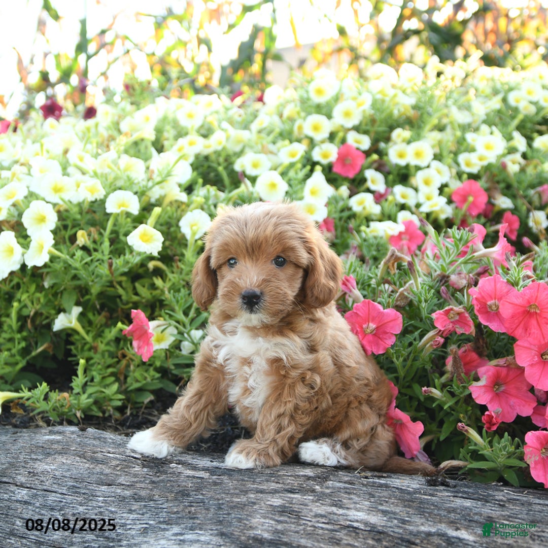 Havapoo dogs for sale: Tessa - Image 3
