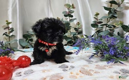 Morkie dogs for sale: Wesley - Image 4
