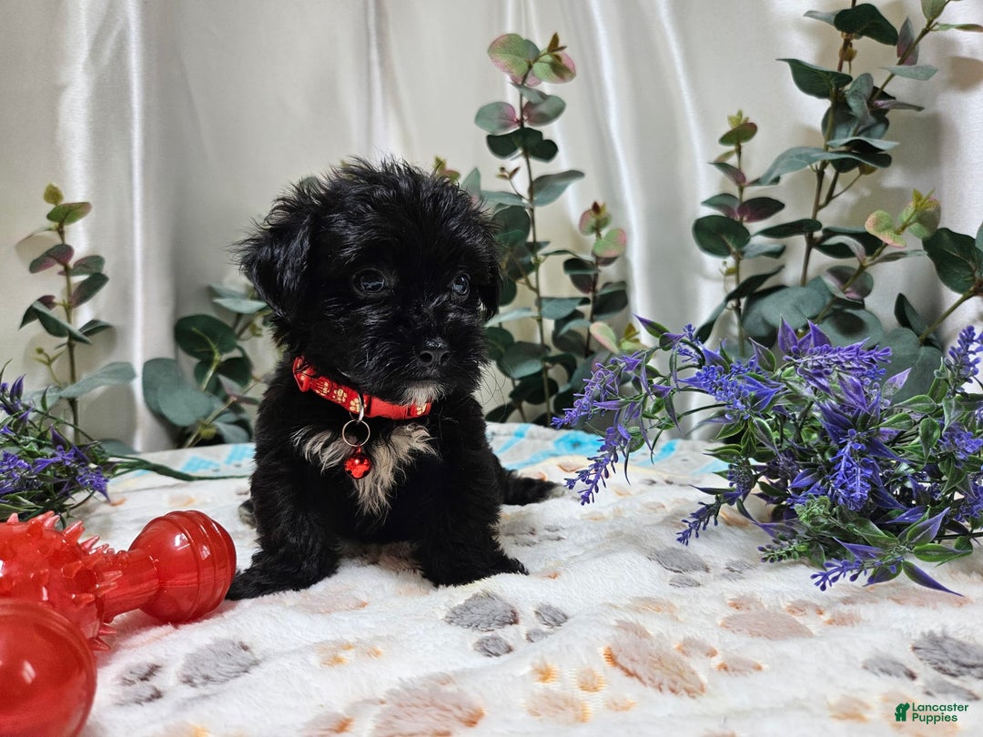Morkie dogs for sale: Wesley - Image 4