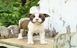 Boston Terrier dogs for sale: Hickory - Image 5