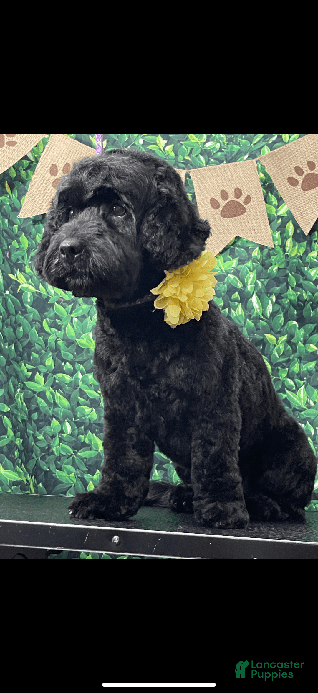 Toy Poodle dogs for sale: Tiny Denim - Image 3
