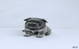 French Bulldog dogs for sale: Porkchop - Image 1