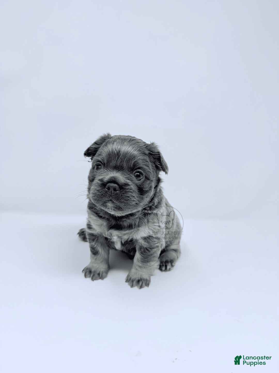 French Bulldog dogs for sale: Porkchop - Image 1