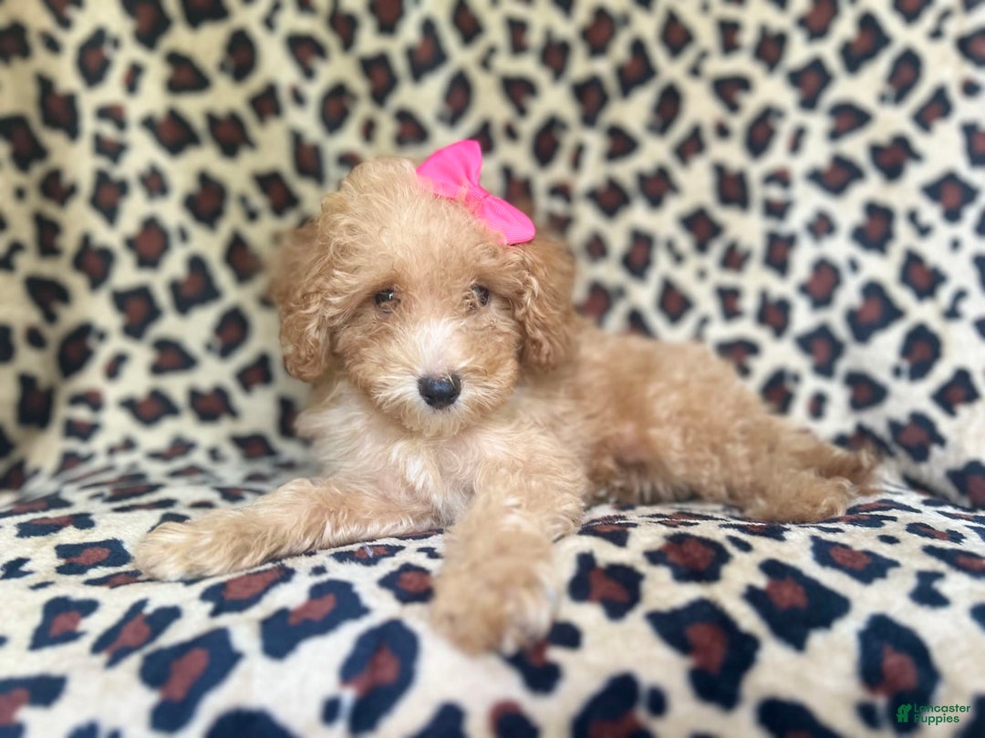 Cavapoo dogs for sale: Dutchess - Image 3