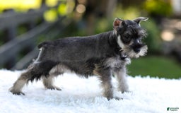 Miniature Schnauzer dogs for sale: Amber - Image 12