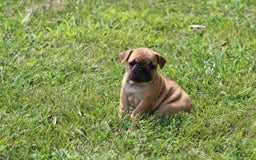 French Bulldog dogs for sale: Sheila - Image 28