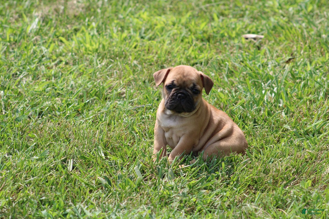 French Bulldog dogs for sale: Sheila - Image 28