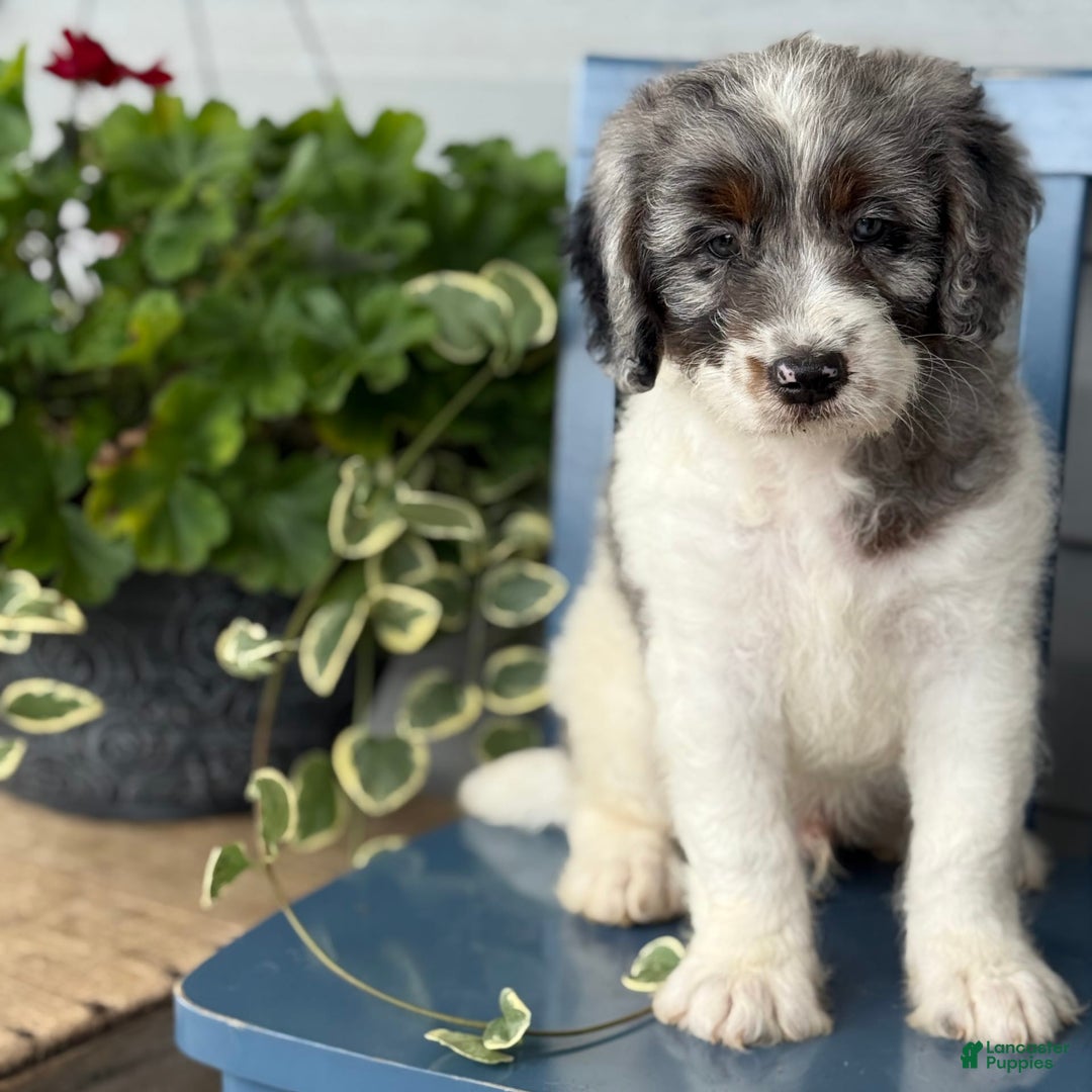 Mini Bernedoodle dogs for sale: Kaiser - Image 2