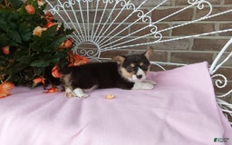 Welsh Corgi Pembroke dogs for sale: Chelsea - Image 3